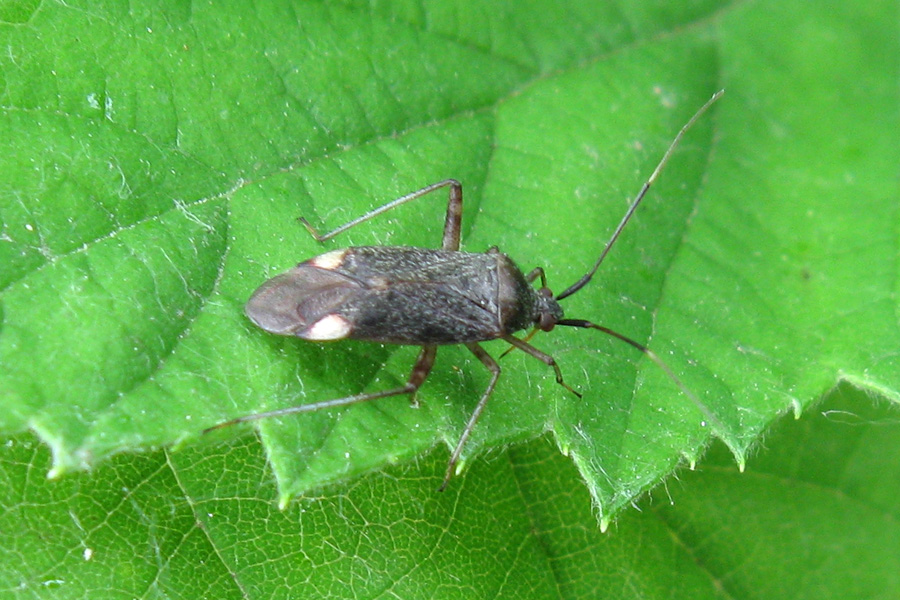 Due Lygaeidae e due Miridae